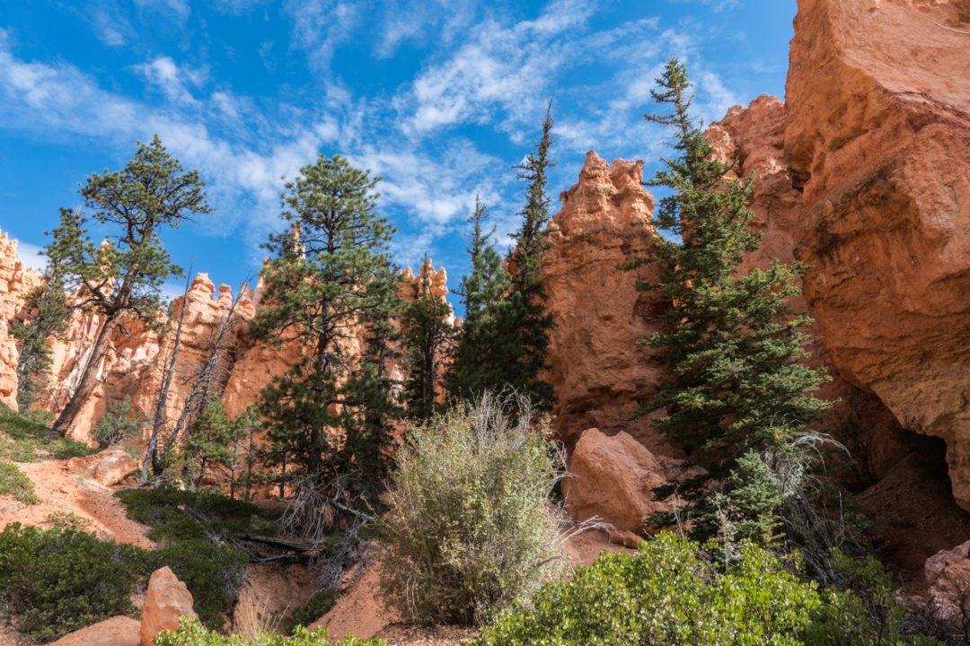 Things You Might Not Expect at Bryce Canyon National Park - Agent Athletica