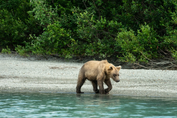 Bear viewing from a boat at Lake Clark National Park