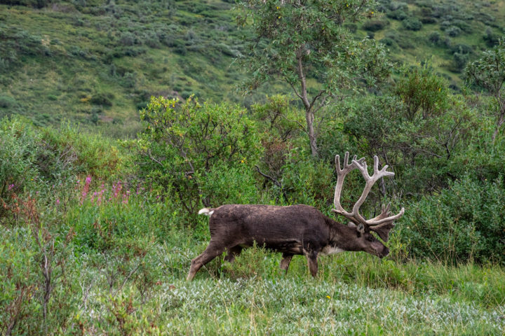 Caribou in Denali National Park