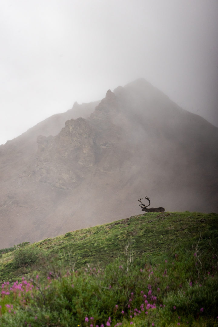 Caribou and Fireweed on Denali Park Road