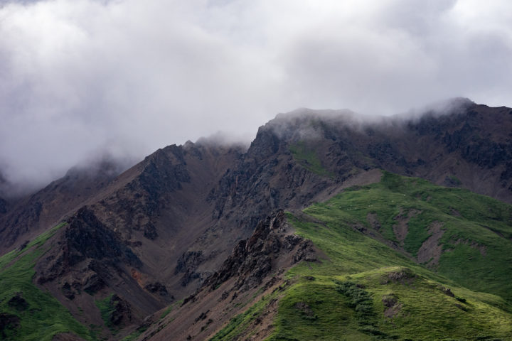Denali Park Road: dall sheep