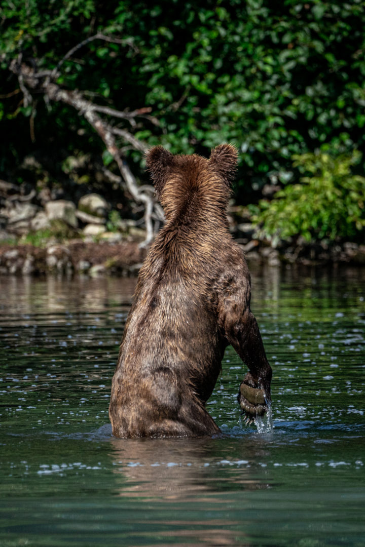 Lake Clark National Park bear viewing tour
