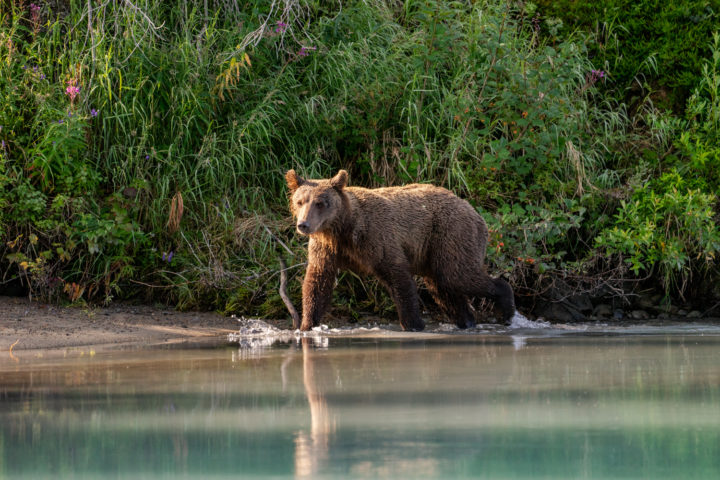 Lake Clark National Park bear viewing tour