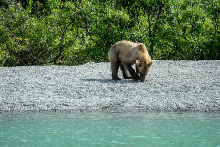 Lake Clark National Park bear viewing tour