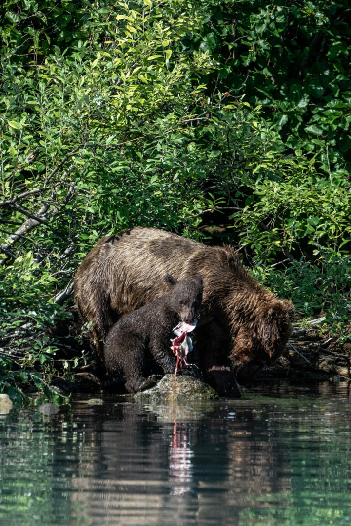 Lake Clark National Park bear viewing tour: bear cubs eating fresh salmon